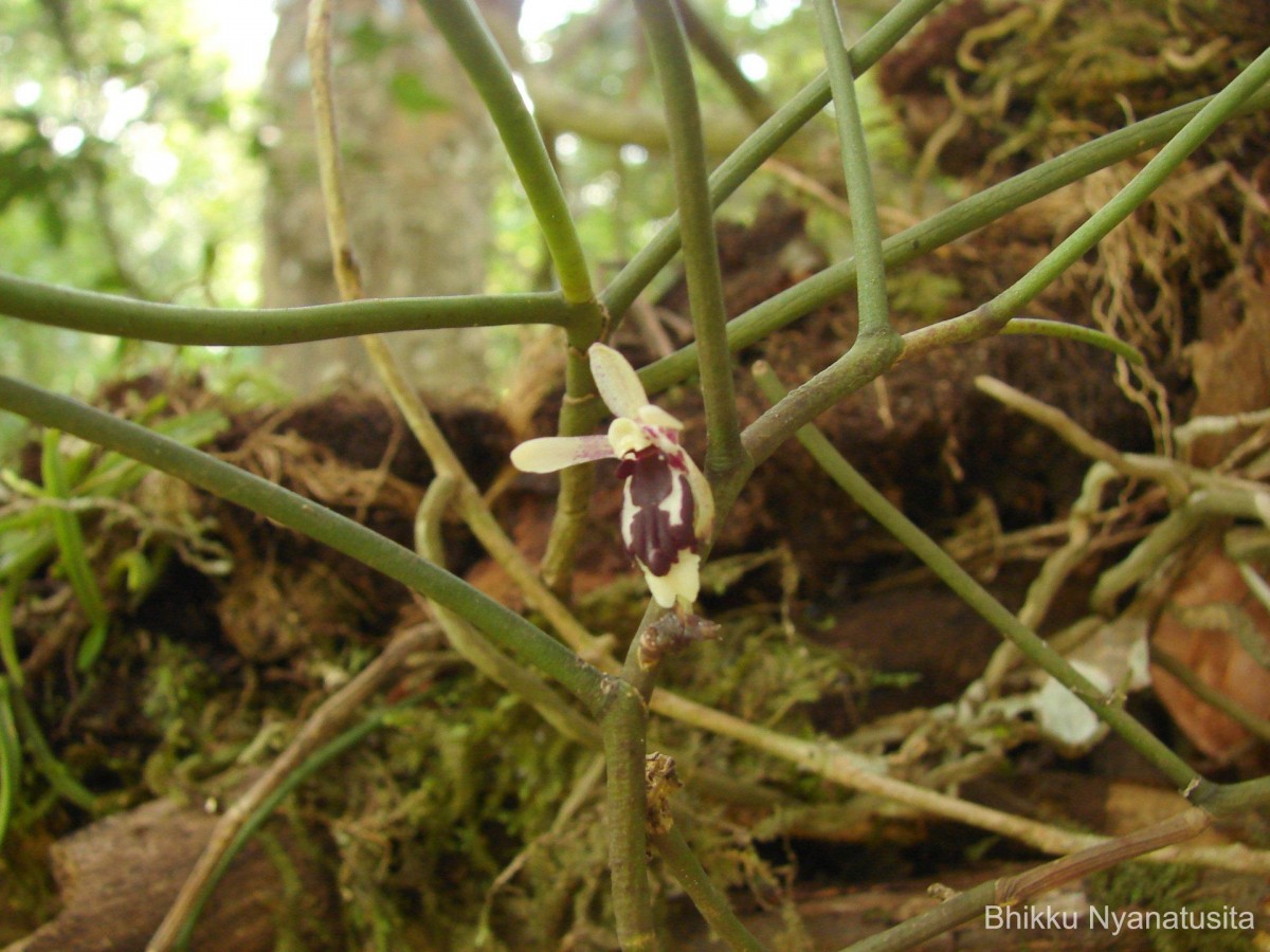 Luisia tenuifolia Blume